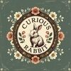 curious_rabbit